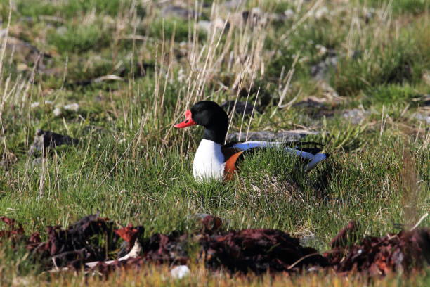 pospolity shelduck (tadorna tadorna) norwegia - shelduck anseriformes duck goose zdjęcia i obrazy z banku zdjęć