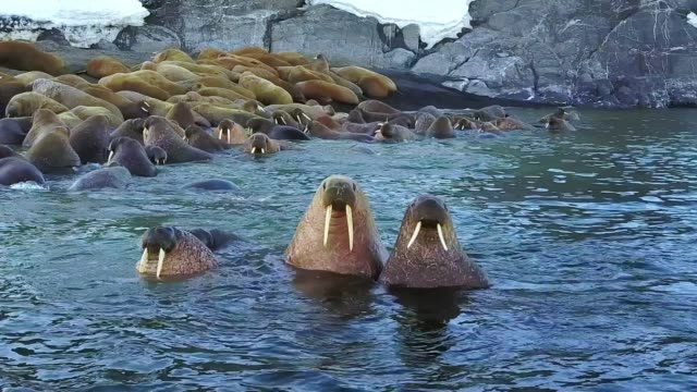 Walruses on shores and water of Arctic Ocean aero view on New Earth.