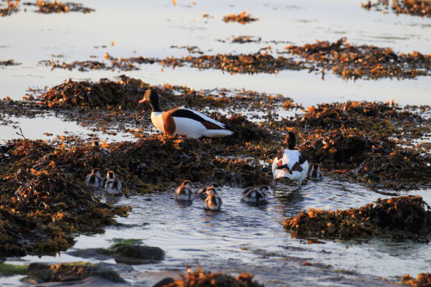 pospolity shelduck (tadorna tadorna) norwegia - shelduck anseriformes duck goose zdjęcia i obrazy z banku zdjęć