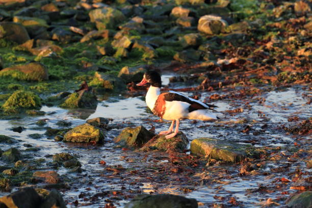 pospolity shelduck (tadorna tadorna) norwegia - shelduck anseriformes duck goose zdjęcia i obrazy z banku zdjęć