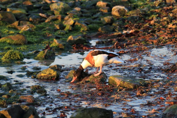 pospolity shelduck (tadorna tadorna) norwegia - shelduck anseriformes duck goose zdjęcia i obrazy z banku zdjęć