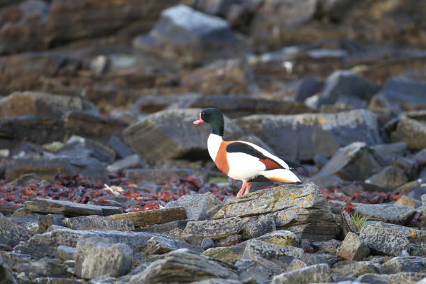 pospolity shelduck (tadorna tadorna) norwegia - shelduck anseriformes duck goose zdjęcia i obrazy z banku zdjęć