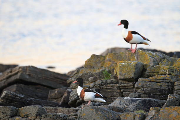 pospolity shelduck (tadorna tadorna) norwegia - shelduck anseriformes duck goose zdjęcia i obrazy z banku zdjęć