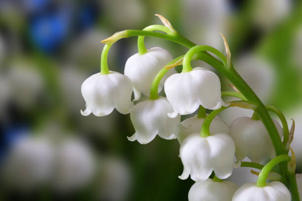 lily of the valley lily of the valley flower lily of the valley stock pictures, royalty-free photos & images