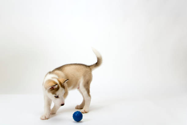 A cute young Husky dog puppy with piercing blue eyes playing with a ball on a white seamless backdrop\