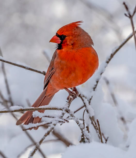 istock Northern cardinal ,Cardinalis cardinalis 941310280