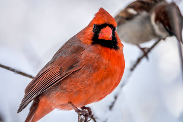 istock Northern cardinal ,Cardinalis cardinalis 941310408