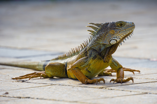USA, Florida, Close up side view of giant orange reptile Iguana lizard on ground
