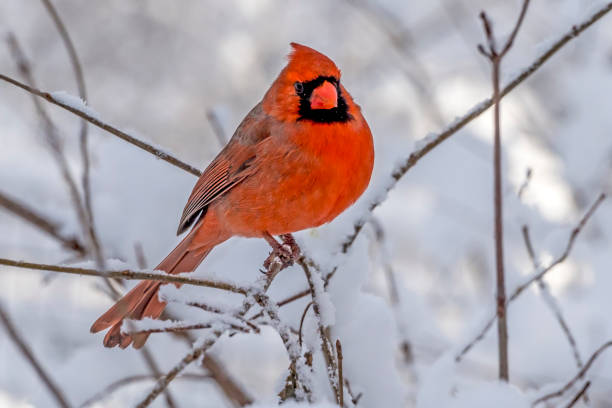 istock Northern cardinal ,Cardinalis cardinalis 941311090