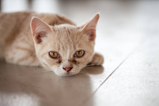 istock Close up of sleeping cat 941312132