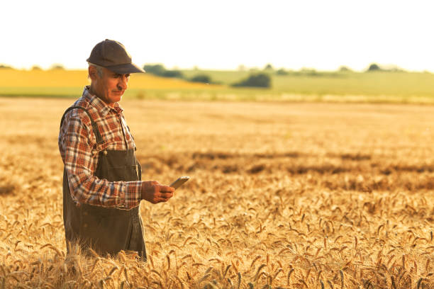 istock Side view of a farmer using smart phone in field 941312264