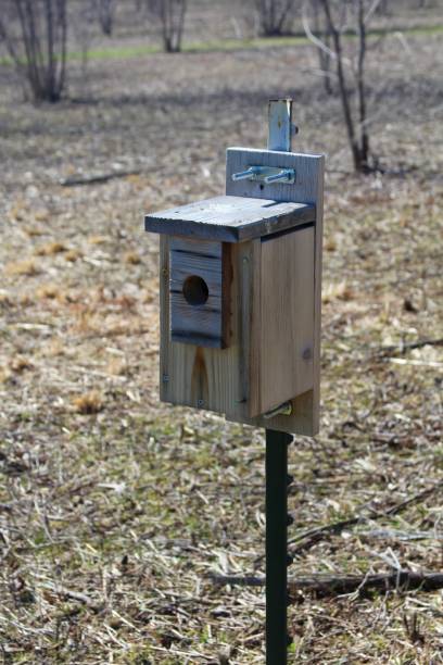 istock Wood Birdhouse 941313132