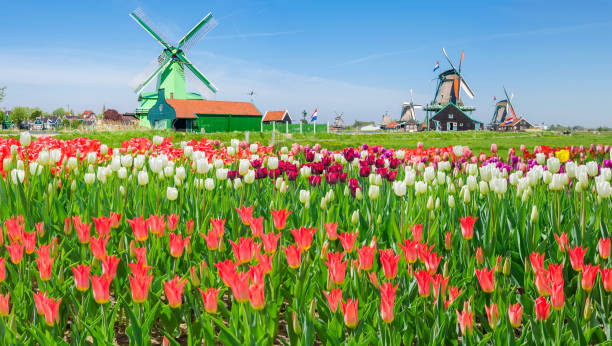 istock Windmills with tulips in ethnographic museum Zaanse Schans, Netherlands 941316910