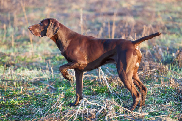 die braunen jagdhund eingefroren in der pose, die riechen das federwild in dem grünen rasen. deutsch kurzhaar-pointer. - pointer hund stock-fotos und bilder