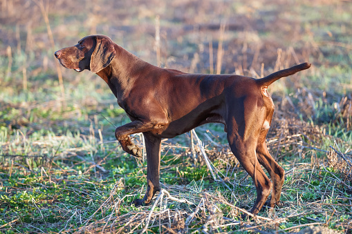 El perro de caza marrón congelado en la pose que huele las aves silvestres en la hierba verde. Pointer alemán de pelo corto. photo