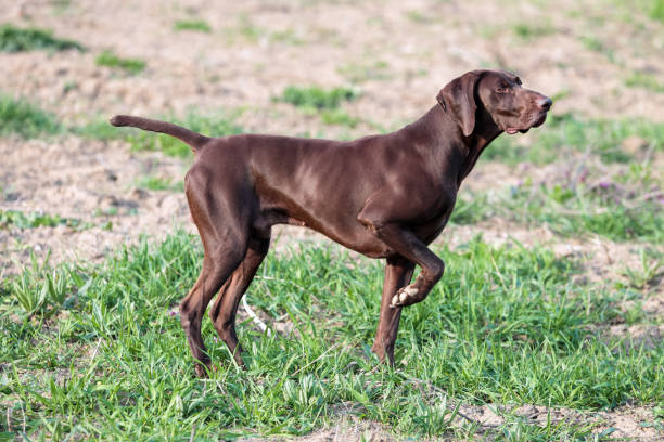 istock A muscular chocolate brown hound, German Short-haired Pointer, a thoroughbred, stands among the fields in the grass in the point, sniffed the smell of a wild game. 941320528