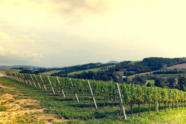 istock beautiful view of the vineyards. 941320680