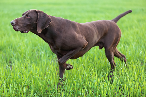 The brown hunting dog freezed in the pose smelling the wildfowl in the green grass. German Short-haired Pointer.