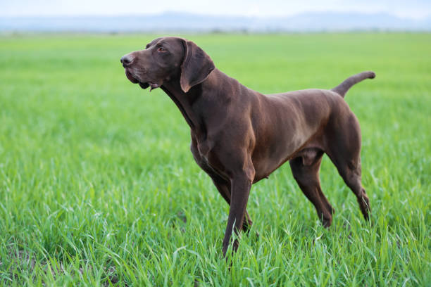 istock A muscular chocolate brown hound, German Short-haired Pointer, a thoroughbred, stands among the fields in the grass in the point, sniffed the smell of a wild game. 941324760
