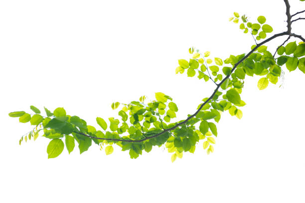 istock Close-Up Of Ivy Against Clear Sky 941325204