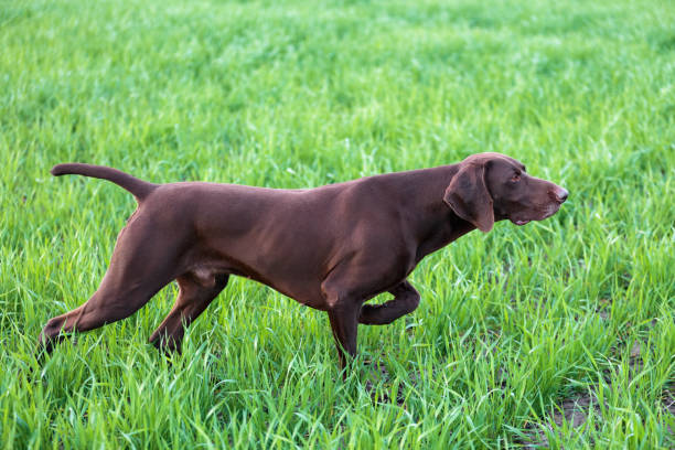 a young muscular brown hunting dog is standing in a point in the field among the green grass. a spring warm day. german short-haired pointer. - german countryside imagens e fotografias de stock