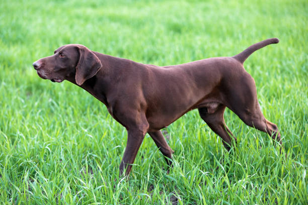 istock A muscular chocolate brown hound, German Short-haired Pointer, a thoroughbred, stands among the fields in the grass in the point, sniffed the smell of a wild game. 941328434