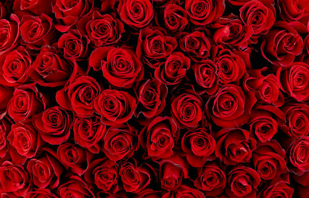 природные красные розы фон - vibrant color valentines day weddings flowers стоковые фото и изображения