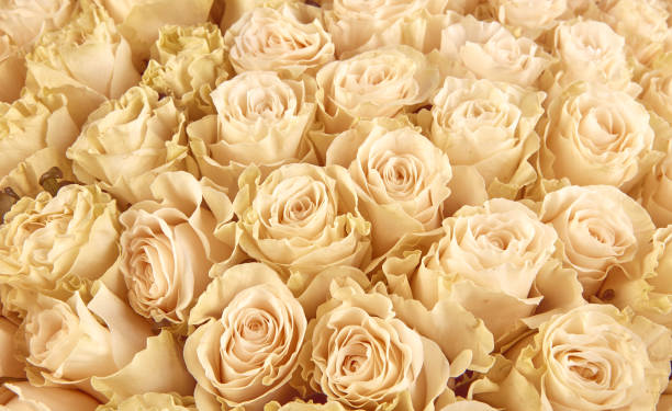 istock Rose Background. Colorful rose wall background 941328634
