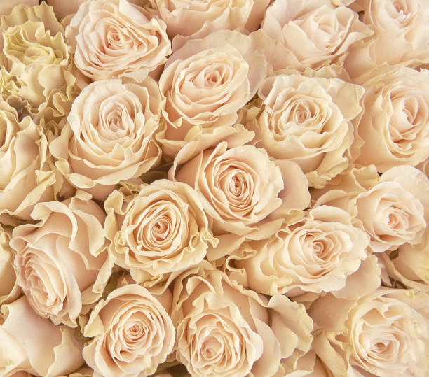istock Rose Background. Colorful rose wall background 941328784