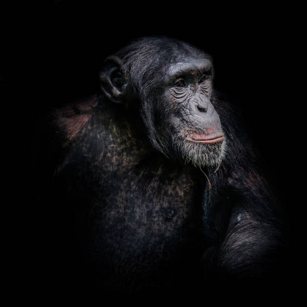 istock Chimpanzee portrait isolated on black background 941328934