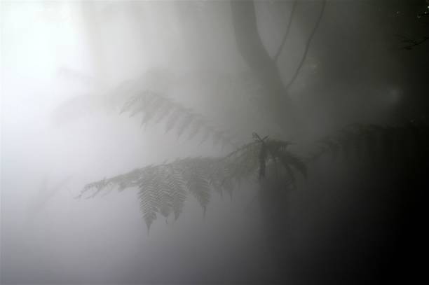 Ferns and other rainforest plants are dimly seen through a heavy mist or fog.