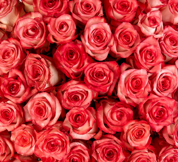 istock Rose Background. Colorful rose wall background 941328982