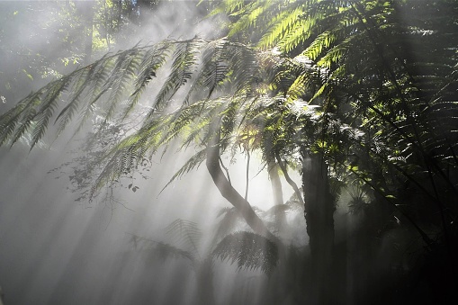 Ferns and trees can be seen in a misty rainforest. They are lit up among the gloom by rays of light coming from the sky.