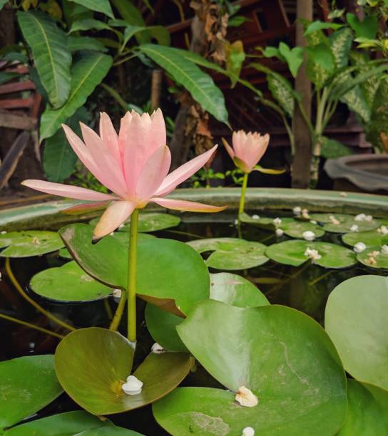 une fleur de lotus pêche de beaux doux pastel rose qui fleurit au fil de l’eau dans une marmite de lotus - lotus ornamental garden insect summer photos et images de collection