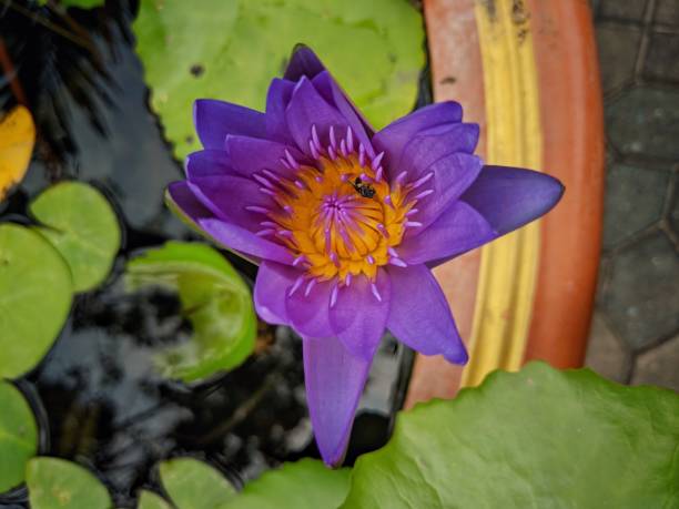 une fleur de lotus pourpre belle qui fleurit au fil de l’eau dans une marmite de lotus et une abeille. - lotus ornamental garden insect summer photos et images de collection