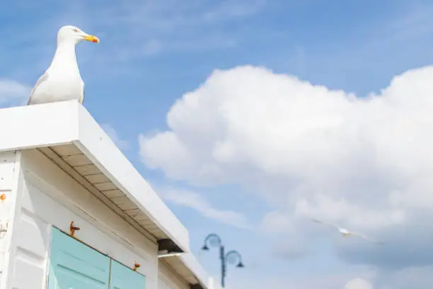 A seagull sits on top of a beach hut on a sunny summer's day