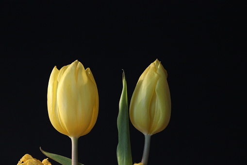 Close up of two yellow Tulips against black background, studio shot