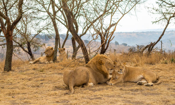 istock Lions Resting in Midday Heat 941333656
