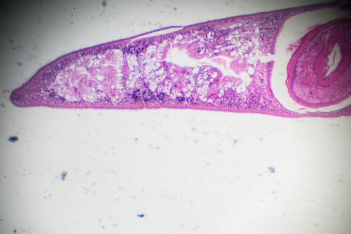 planaria cross section under light microscopy