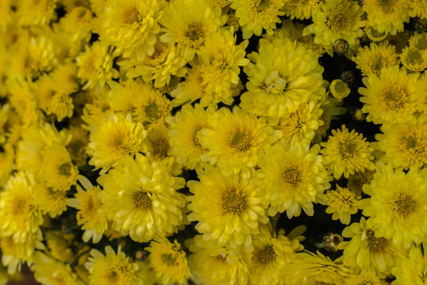 istock Beautiful flowers as a background 941334892