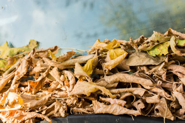 istock Texture background of autumn season with its elements 941335040