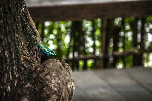 Close up Blue crested Lizard climbing the tree. wild life concept.