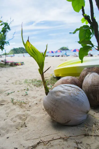 Photo of Sprouted coconut on the beach in El Nido, Palawan, Philippines