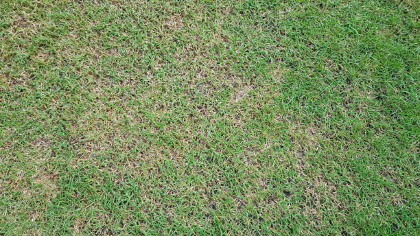 istock Lawn care is not paid attention 941337914