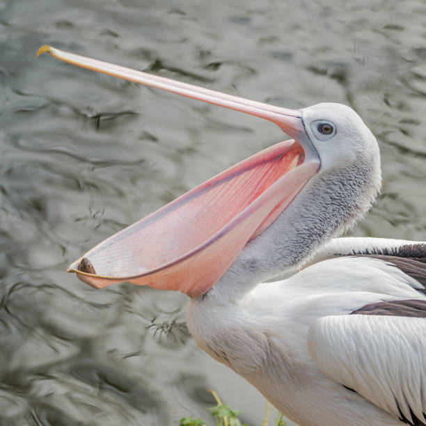 istock Beautiful black and white Australian pelican playing with a stone 941339546