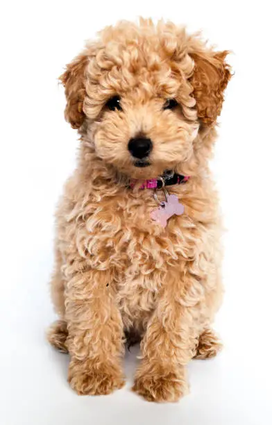 Photo of toy poodle puppy dog sitting