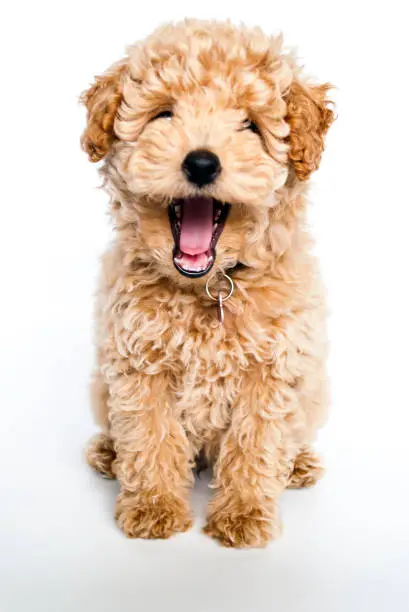 A poodle puppy yawning, that looks like it is laughing on a white background