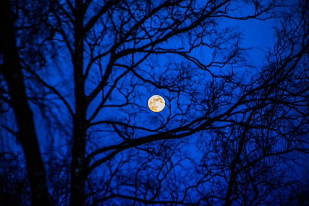 istock full moon and tree silhouette. photo from Kuhmo, Finland. 941351956