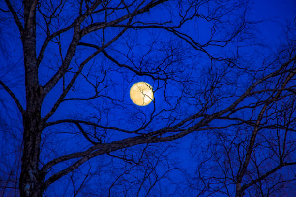 istock full moon and tree silhouette. photo from Kuhmo, Finland. 941352200