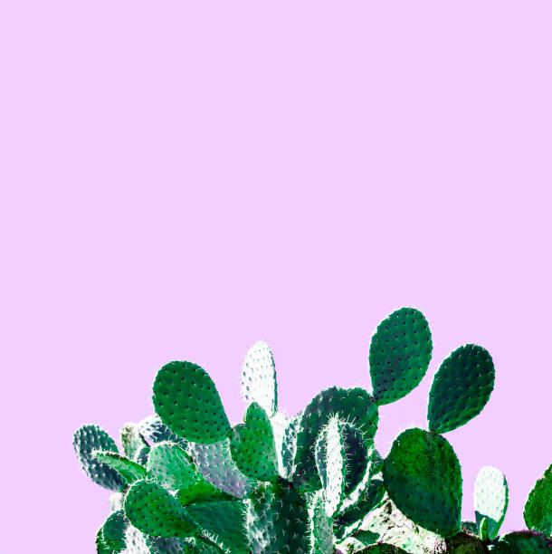 istock Cactus Design. Minimal Stil life. Trendy Bright different colors. Unusuall Background or wallpaper design 941353204